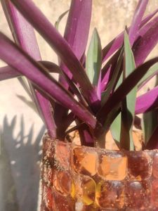 Sale 💥💥💥💥moses In Cradle Plant 🌿✨✨🌿potted🌿