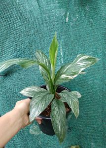 Spathiphylum Plant