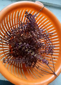 Shyama Tulsi seeds