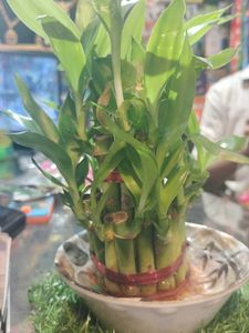 Money Plant