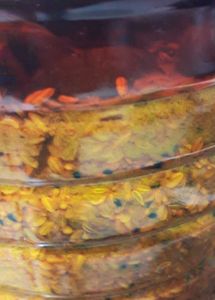 2 Kg Mango Pickle Container Best Quality