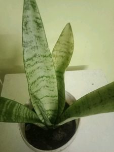 Snake Plant