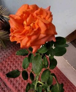 Set 2 Beautiful Gulab &amp; से Sewanti Plants