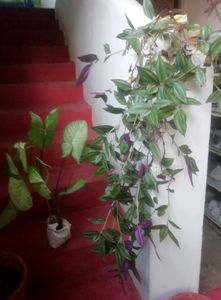 Pack 2 Arrowhead Zabronics plantS