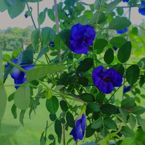 Blue Pea Flower Plant Seeds 40-50