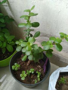 Dwarf Jade Plant
