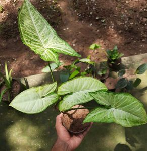 Arrowhead Plant