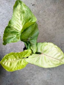 Mix Plants