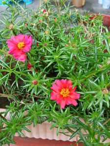 Four Colours Portulaca 12 Sticks