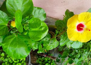 Hawaiian Hibiscus