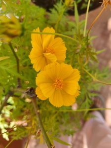 Yellow Cosmos Seeds
