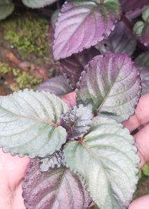 Red Flame IVy Plant | Murikootty | Hemigraphis