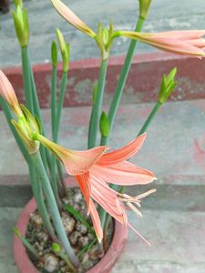 Three Lily Bulbs
