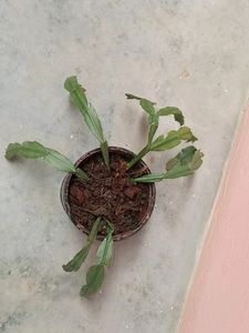 Crab Cactus