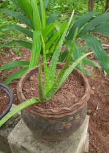 Aloe Vera Plant (3 Plants)