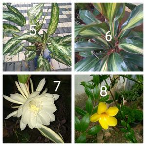 You Can Select 10 Live Root Plants