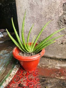 Aloe Vera Plants Original  Large