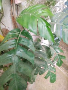 Permanent Showing Plant With Root