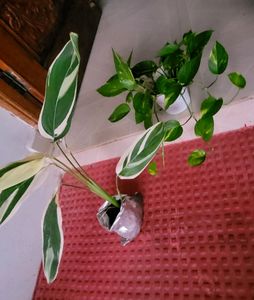 Set 2 Evergreen Money & NeverNever Plants & pot