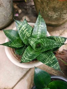 Combo Of 3 Types Snake Plant