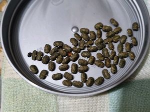 White Aparajita Seeds