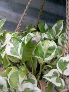 Hanging Pothos Plant
