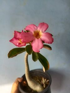 Adenium With Pot