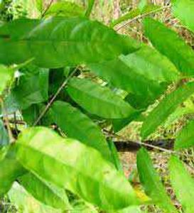 Gandhapala leaves (more quantity available )