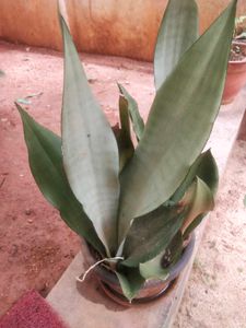 Moonshine Snake Plant With Root