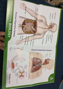 Coloured And Lebelled Charts (2)  Of Class 10Th