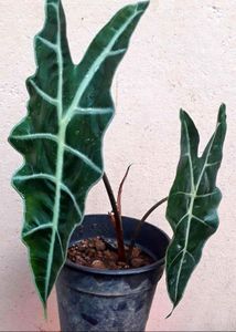 Alocasia Amazonica Plant+ Bulb