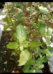 Tulsi Plant