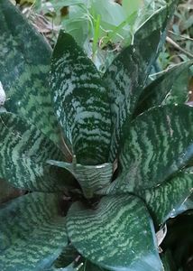 Snake Plant(Dwarf type)