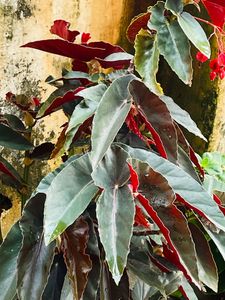 Plants