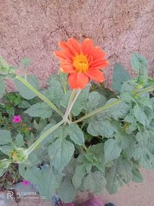 5 Plants Combo