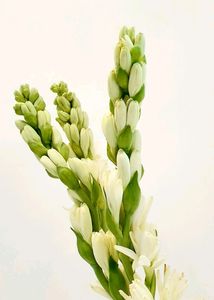 Rajnigandha 2 Bulbs