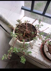 Plant With Pot