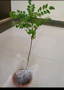 Kari Patta Mini Plant