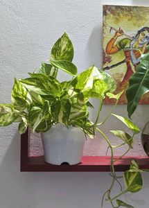 Money Plant With Pot.Healthy Leaves
