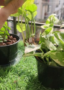 Money Plant ☘️one Piece