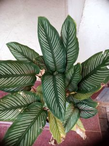 10 Live Root Plants