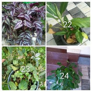 you can select 10 Live root plants