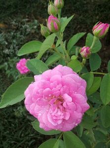 Offer 🥳🥳Pink Rose Stems🌹🌹🌹