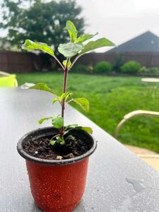 Tulsi Plant