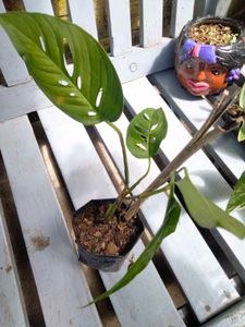 Assorted House Plants