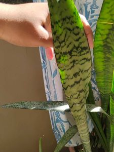 Snake Plant Stem