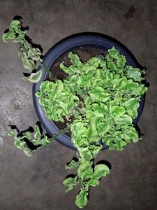Jacob&#39;s Ladder Plant