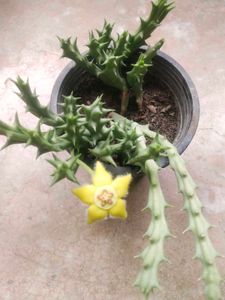 Rare 2 Color  Two Variety Cactus Plant