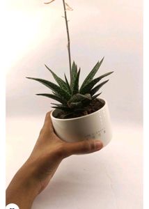 Malaysian  Ceramic Pots
