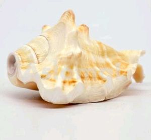 Pooja Shank Or Seashell